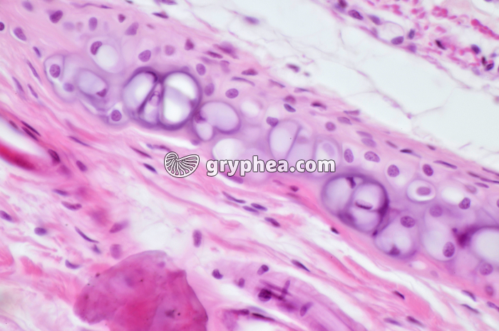 Trachée Rat x100 - gryphea.com